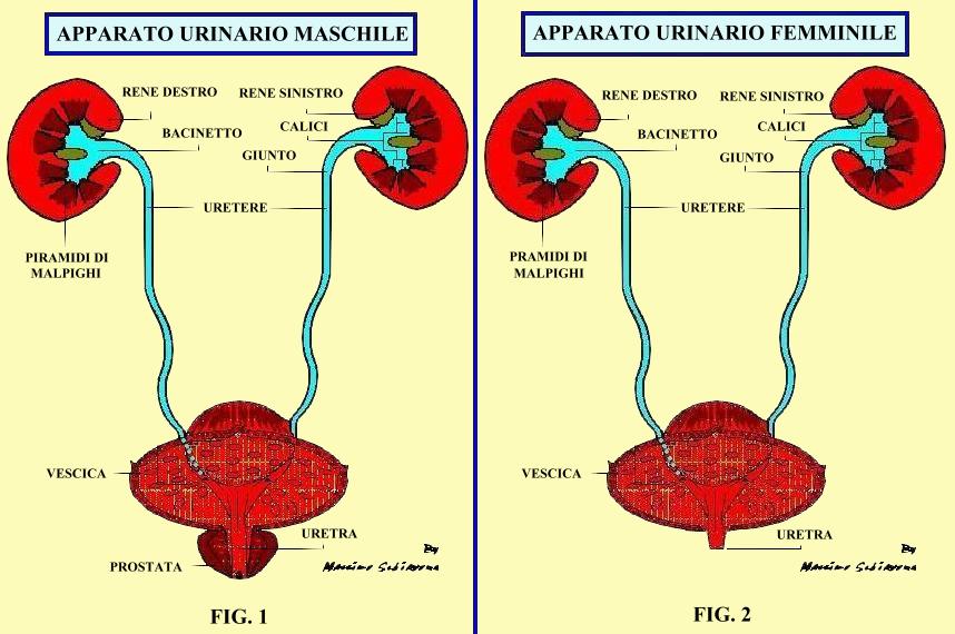 biopsia prostatica e sanguinamento